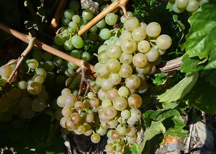 Zum Rebstock 3* Hirzenach